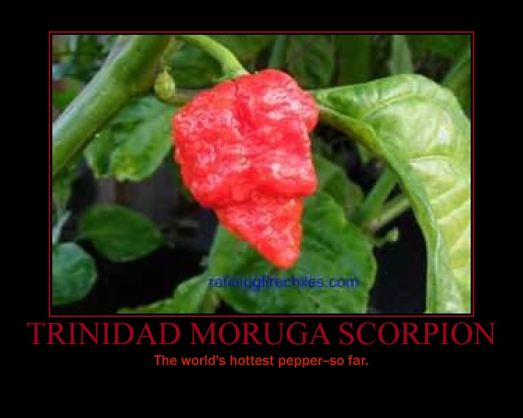 trinidad_moruga_scorpion_by_seekerarmada-d5nluog.jpg