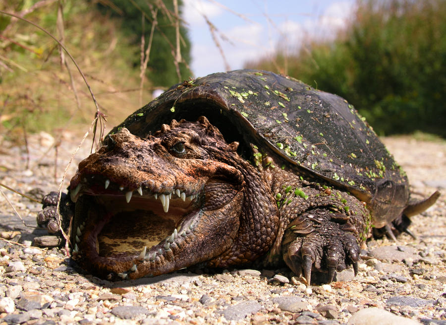 Thumb Bowser in Real Life: Crocodile Snapping Turtle