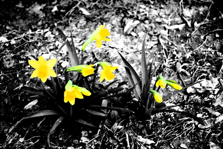Yellow Flowers Color Splash by PonyGrl32195 on deviantART