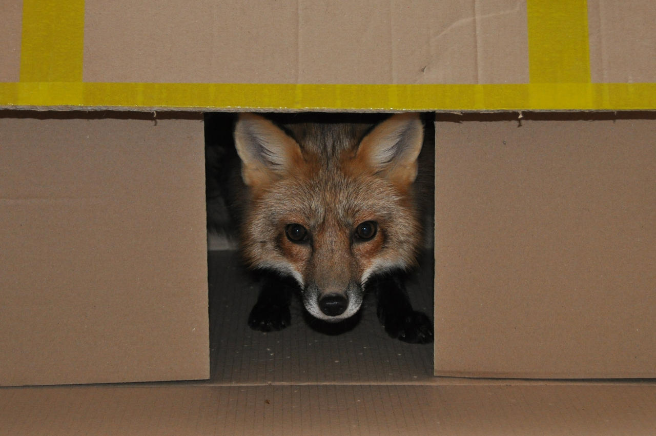fox in box