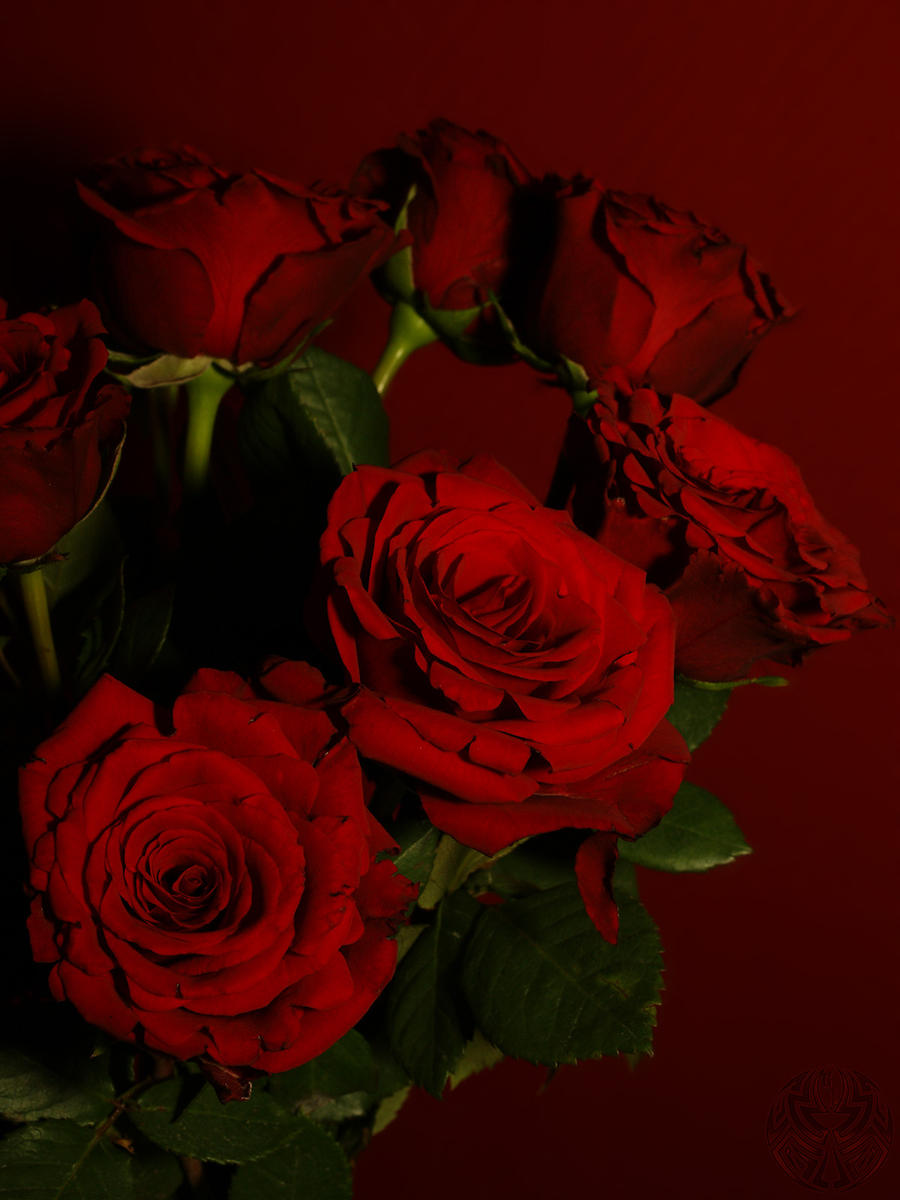 Red Roses Tumblr