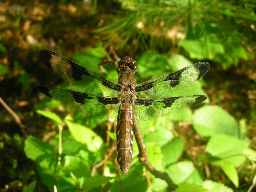 dragonfly_by_ozomulsion-d4crf00.jpg