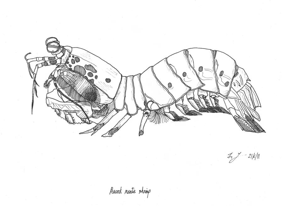 mantis shrimp coloring pages - photo #2