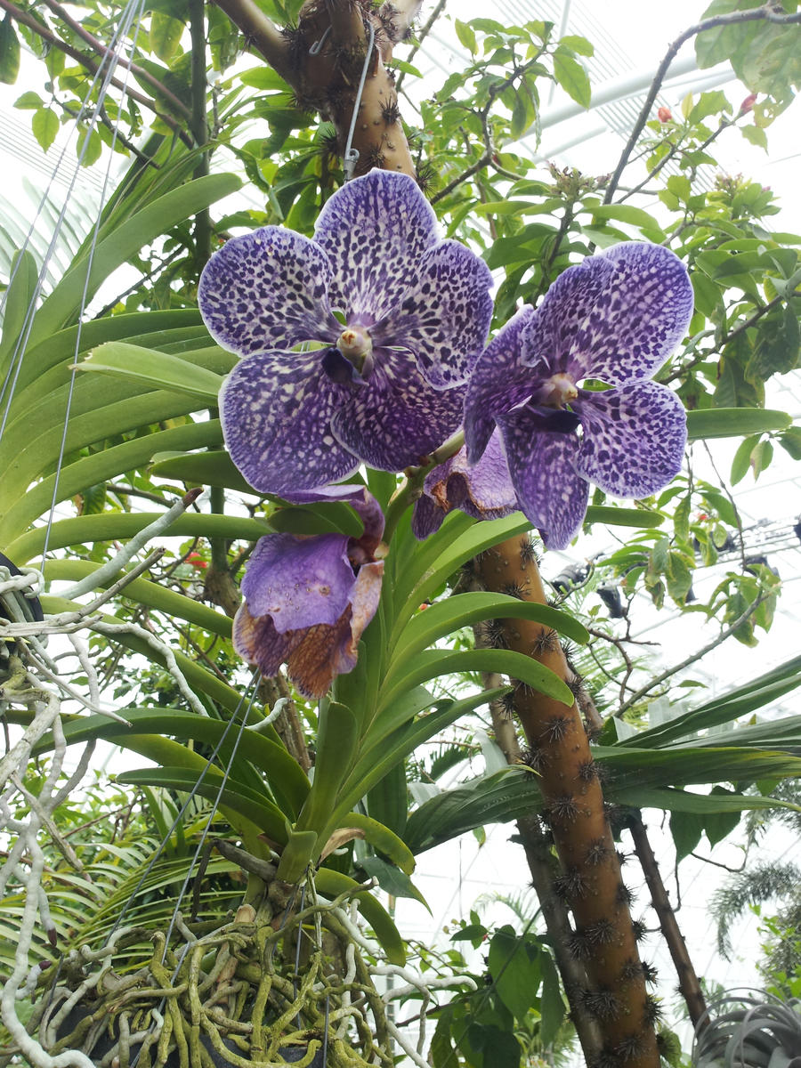 http://fc08.deviantart.net/fs71/i/2012/236/3/2/purple_vanda_orchids_by_metacharis-d5camco.jpg