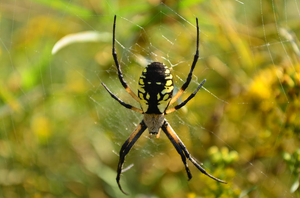 black_and_yellow_argiope_by_ozomulsion-d5m0fji.jpg