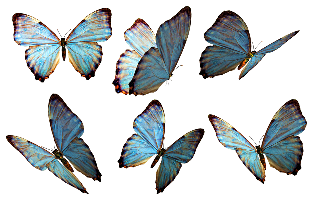 png clipart- butterfly pack - photo #27