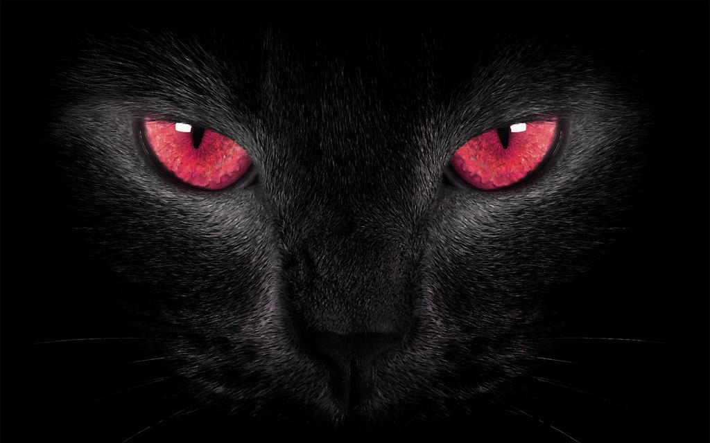 Black Cat Red Eyes by welshdragon on DeviantArt
