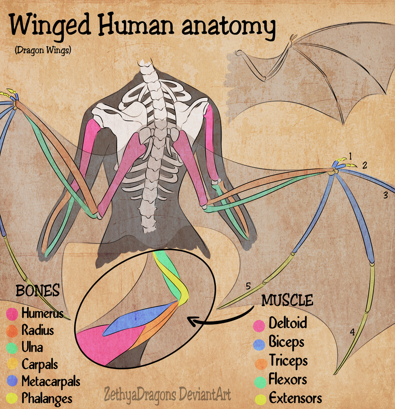Winged Human Anatomy by Zethya on DeviantArt