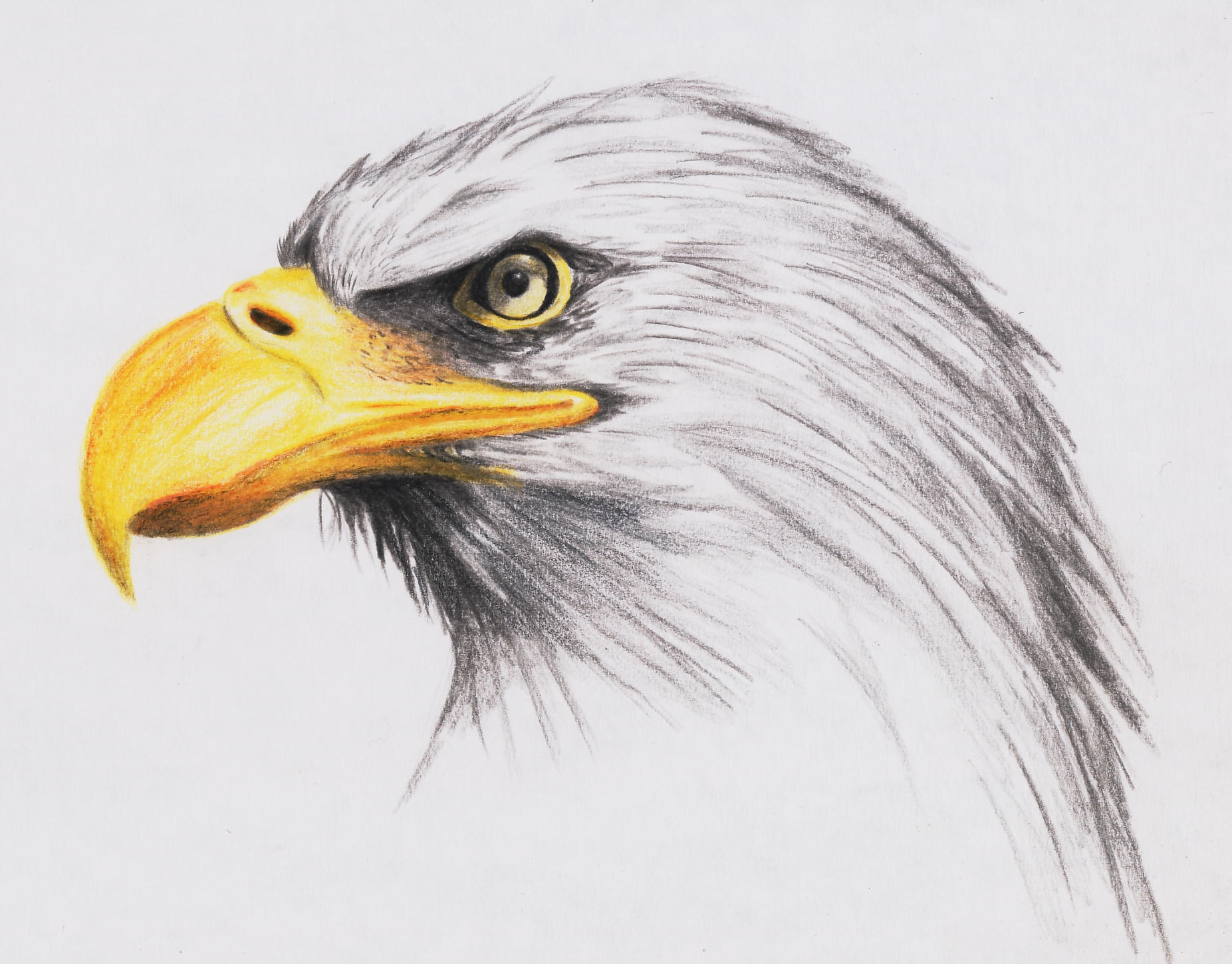 Eagle Drawing | New Calendar Template Site