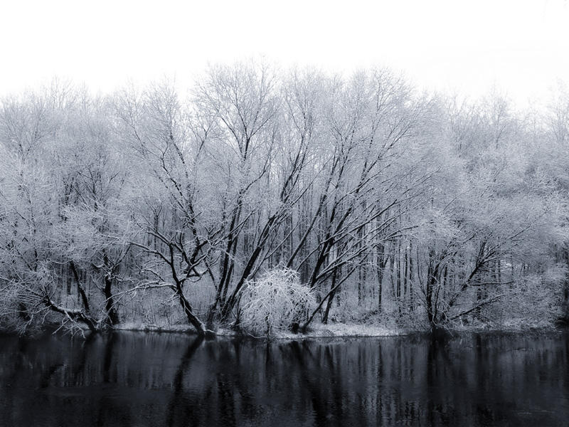 Snowy_Trees_Alongside_a_River.jpg