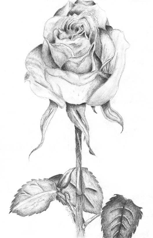 White Rose Sketch by Korima on DeviantArt