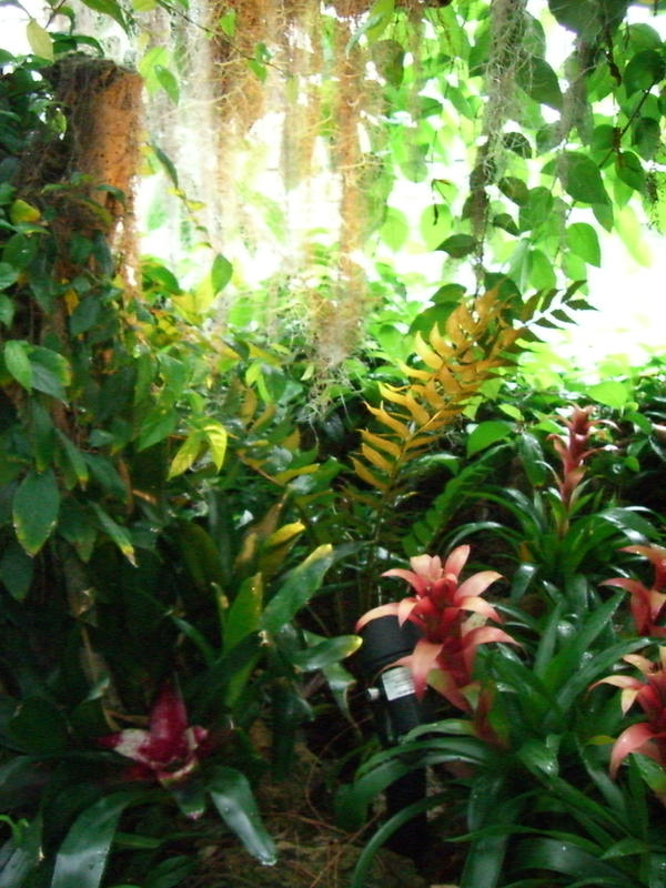 tropical undergrowth 1.1 by meihua-stock on deviantART
