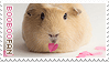 Booboo the guinea pig stamp by lieveheersbeestje