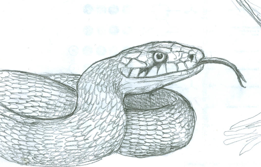 Grass Snake Sketch by Whiplash3 on DeviantArt