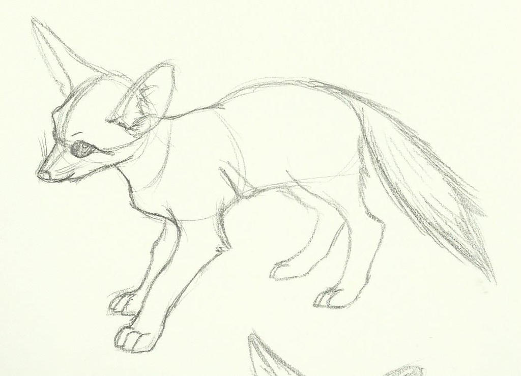 fennec fox sketch by typhloser