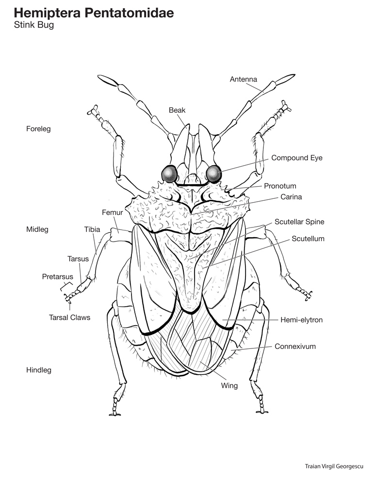 stink bug diagram by SPECTI