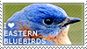 I love Eastern Bluebirds by WishmasterAlchemist