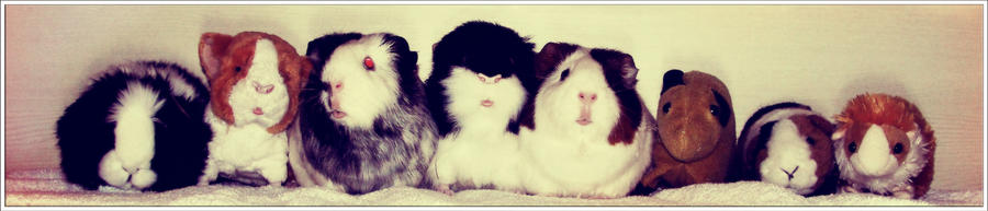 Guinea Pig Line Up by Ilona-the-Sinister